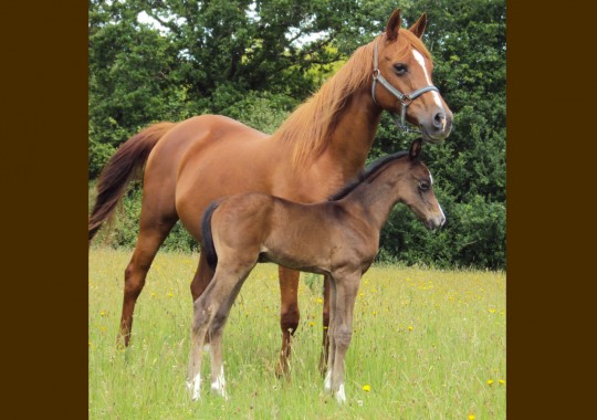 portrait cheval Shanahan de Camelot